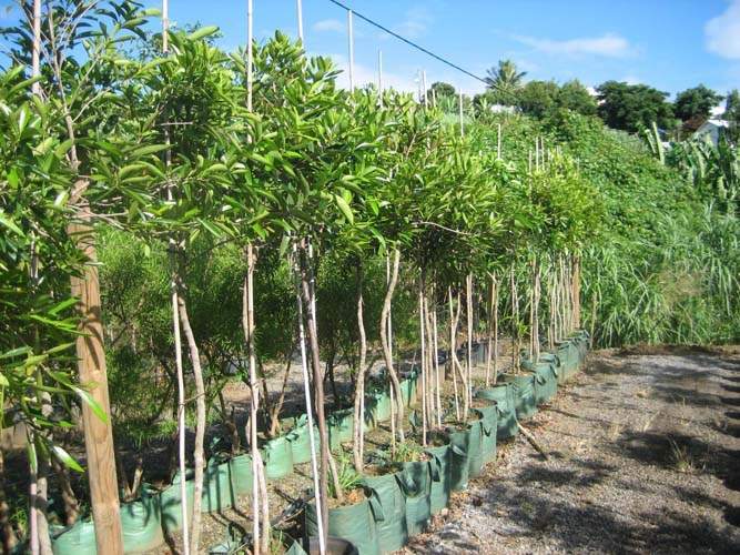 Pépinière pour la restauration écologique Sainte-Marie