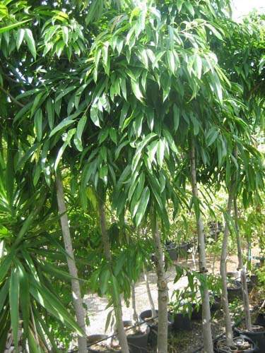 Jardinerie et horticulture Sainte-Marie