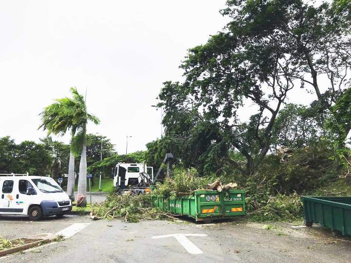 Interventions sécurisées pour la santé et la maîtrise de vos arbres