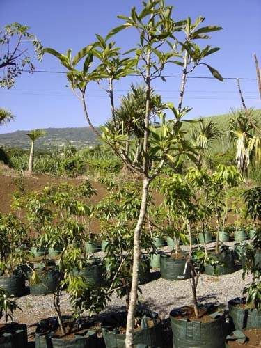 Jardinerie et horticulture Sainte-Marie