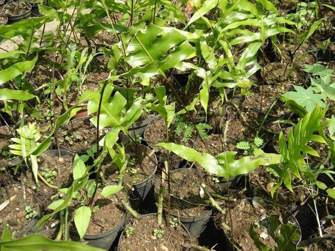 Pépinière pour couvre-sol herbacés Sainte-Marie