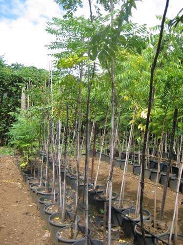 Producteur de végétaux Sainte-Marie