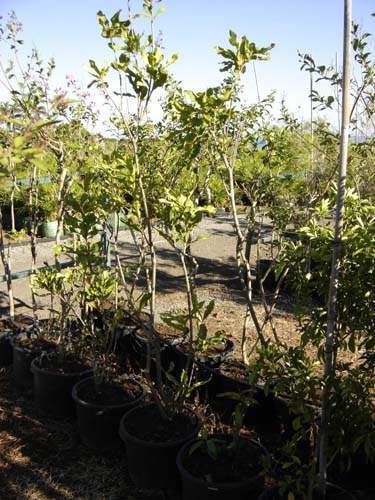Vente de plantes et arbres Sainte-Marie