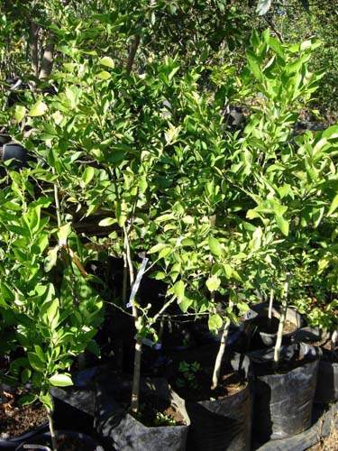 Commerce de fleurs et végétaux Sainte-Marie