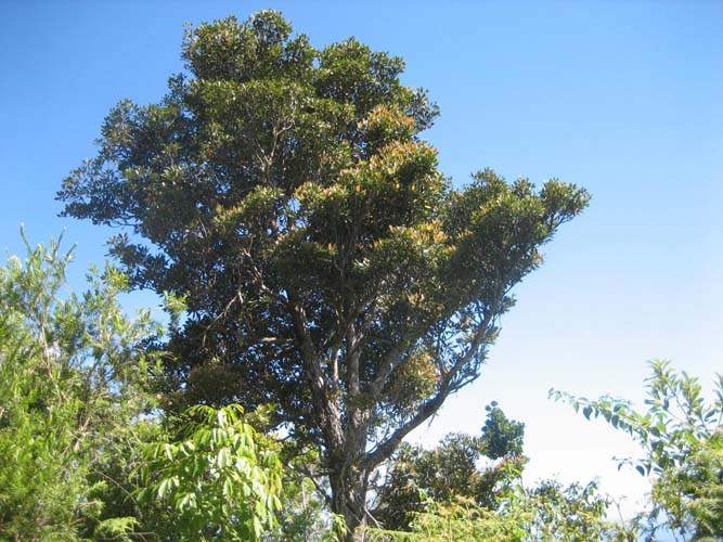 Pépinière spécialisée en espèces indigènes Sainte-Marie