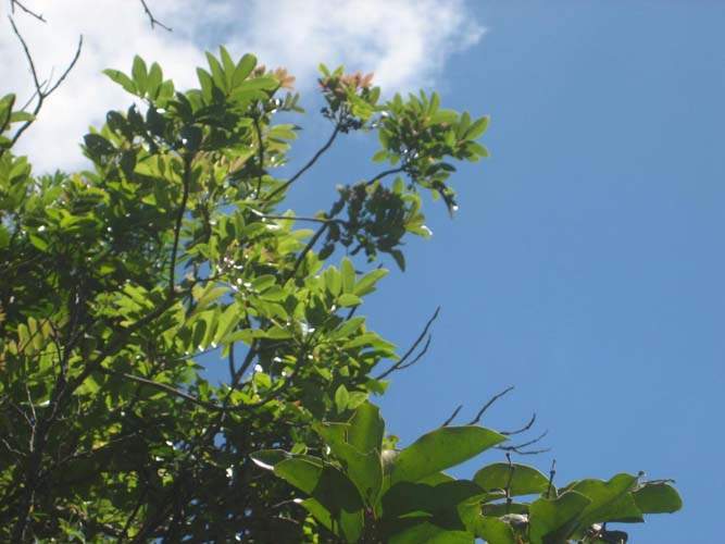 Production de végétaux locaux Sainte-Marie