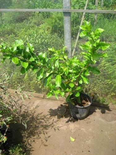 Fournisseur d'arbustes d'ornement Sainte-Marie