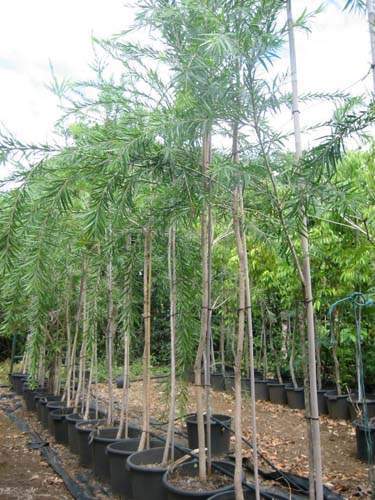 Fournisseur d'arbustes d'ornement Sainte-Marie