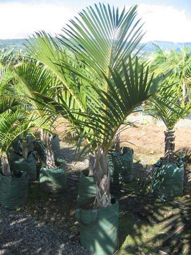 Production de palmiers et cocotiers Sainte-Marie