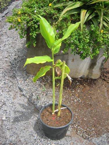 Vente de plantes de massif et de bordure Sainte-Marie