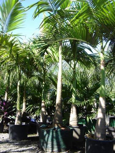 Culture et vente de palmiers tropicaux Sainte-Marie