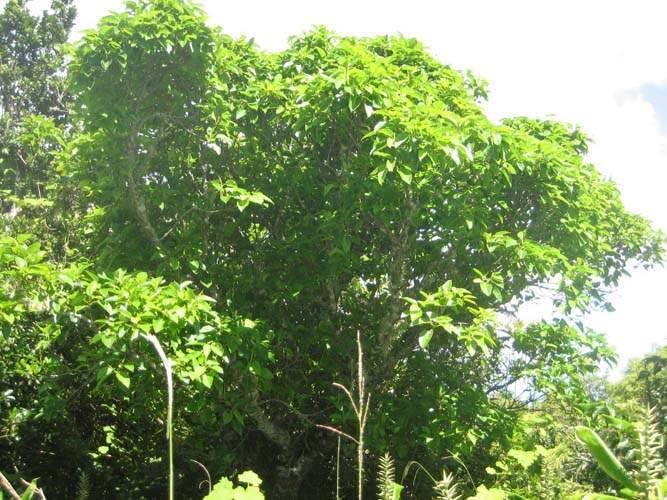 Vente d'arbres et plantes originelles Sainte-Marie