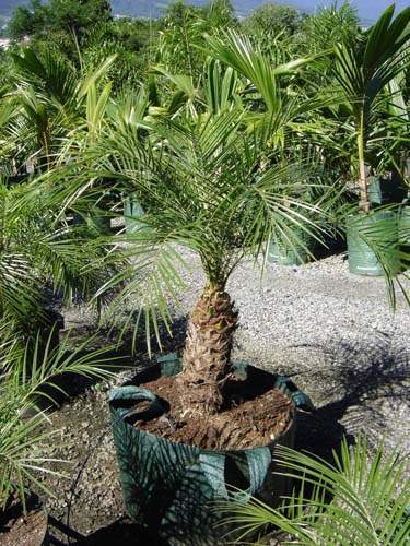 Pépinière de Phoenix et Trachycarpus Sainte-Marie