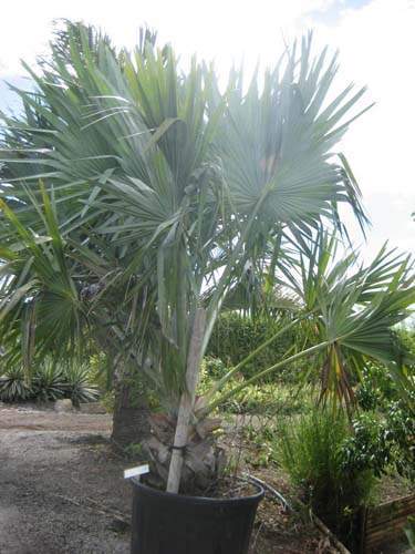 Producteur de jeunes palmiers Sainte-Marie