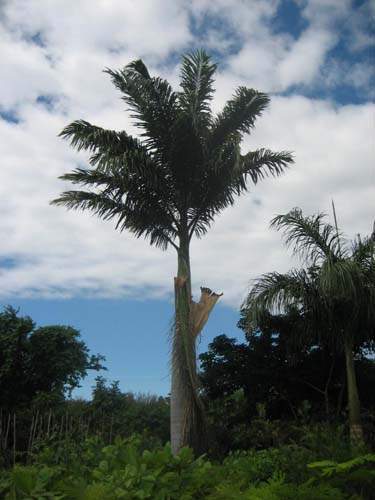 Production de palmiers et cocotiers Sainte-Marie