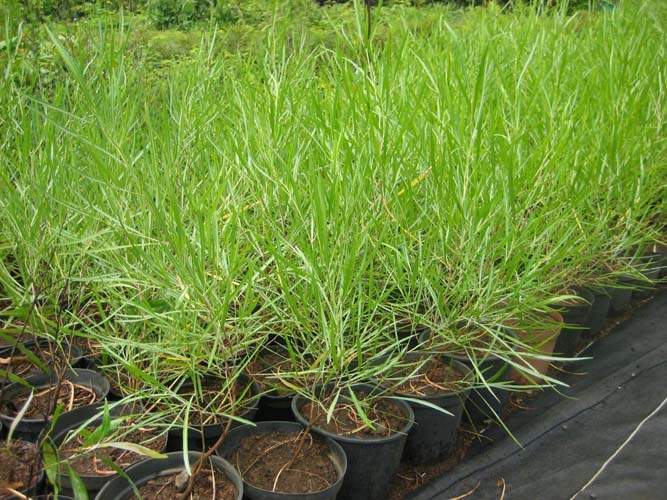 Production de végétaux locaux Sainte-Marie