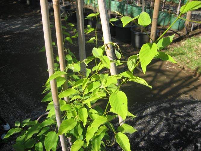 Pépinière pour la restauration écologique Sainte-Marie