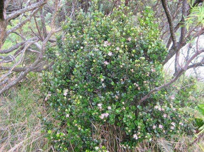 Culture de flore endémique Sainte-Marie