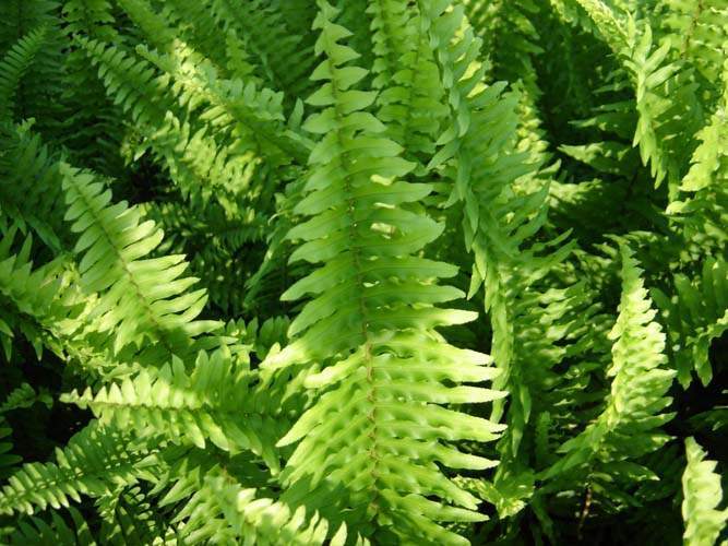 Vente de plantes aromatiques et médicinales Sainte-Marie