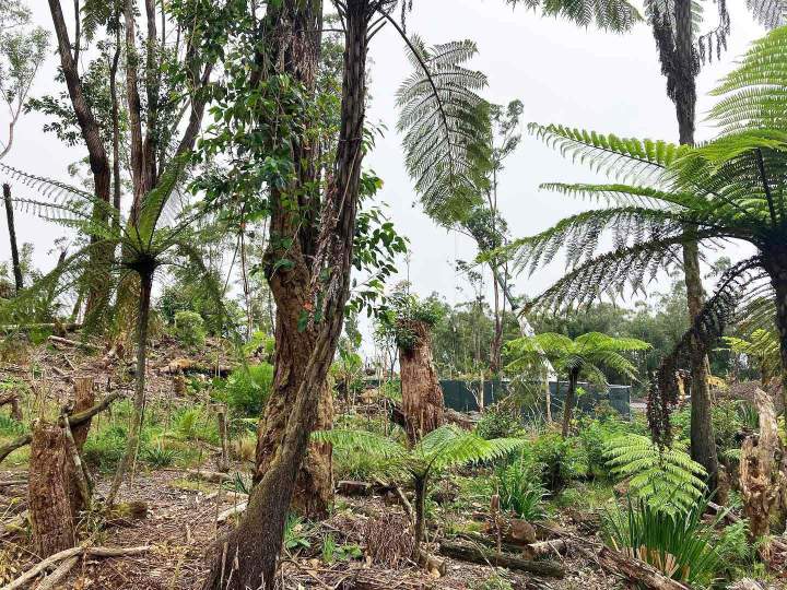 Défrichage Sainte-Marie