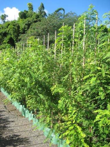 Pépinière biodiversité locale Sainte-Marie