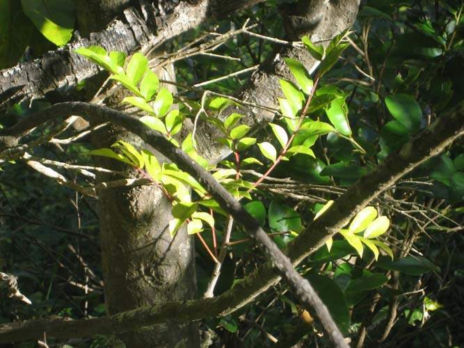 Horticulture d'espèces rares Sainte-Marie