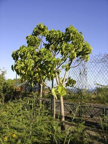 Fournisseur d'arbustes d'ornement Sainte-Marie