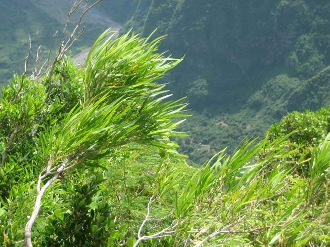 Spécialiste des plantes du terroir Sainte-Marie