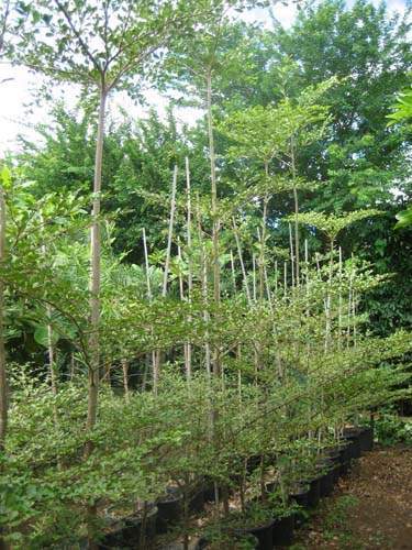 Centre de production horticole Sainte-Marie