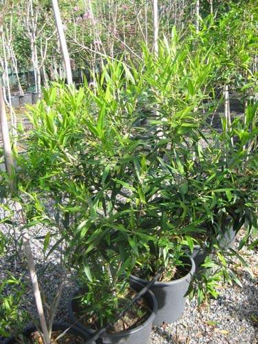 Horticulture d'espèces rares Sainte-Marie