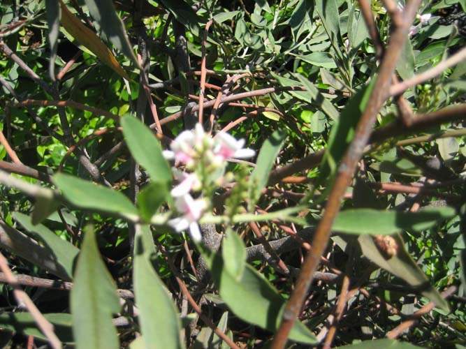 Pépinière pour la restauration écologique Sainte-Marie