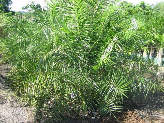 Fournisseur d'espèces de palmiers Sainte-Marie