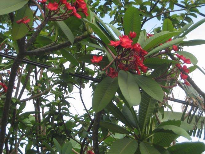 Centre de production horticole Sainte-Marie