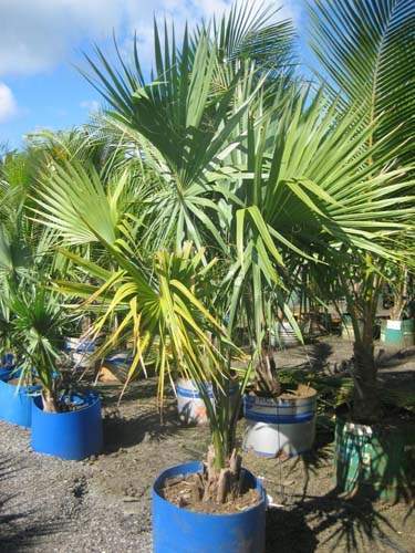 Végétaux d'extérieur : Palmiers Sainte-Marie