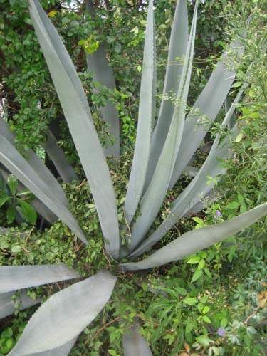 Pépinière spécialisée en succulentes Sainte-Marie