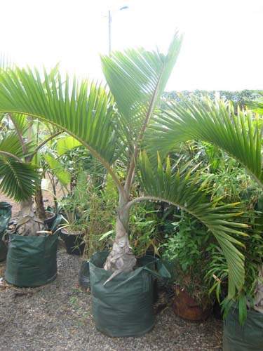 Production de palmiers et cocotiers Sainte-Marie