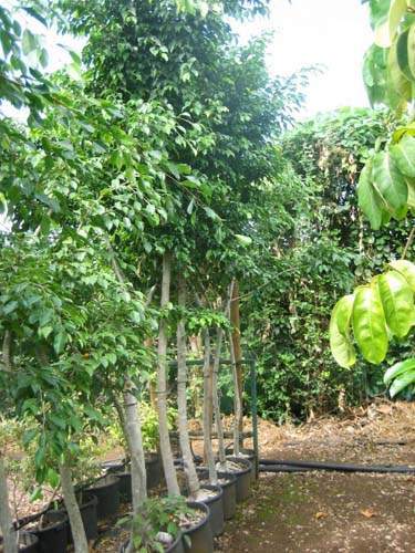 Centre de production horticole Sainte-Marie