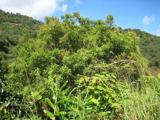 Culture de flore endémique Sainte-Marie