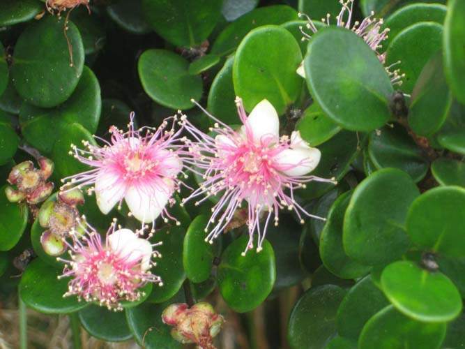 Culture de flore endémique Sainte-Marie