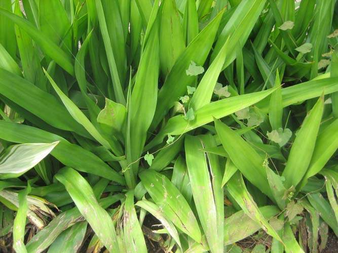 Collection de cactus et crassulacées Sainte-Marie