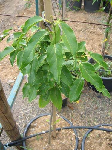 Pépinière spécialisée en espèces indigènes Sainte-Marie