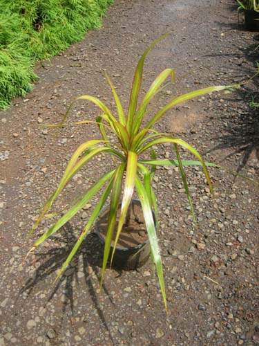 Culture de flore endémique Sainte-Marie