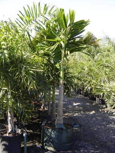 Pépinière pour aménagement avec palmiers Sainte-Marie