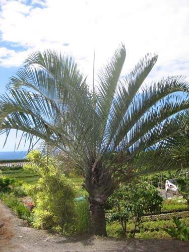 Vente de palmiers ornementaux Sainte-Marie