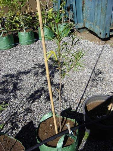 Conservation de plantes insulaires Sainte-Marie
