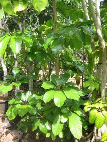 Vente de plants fruitiers Sainte-Marie