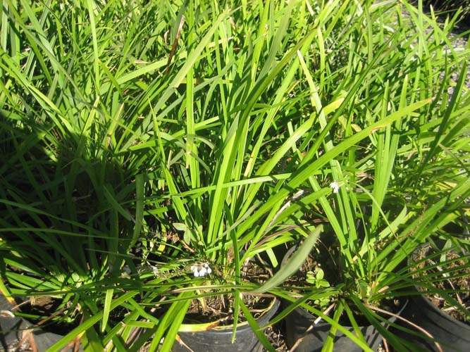 Producteur de plantes pour parterres Sainte-Marie