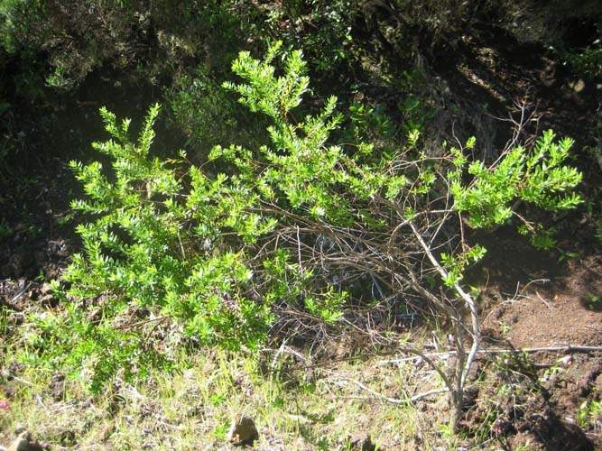 Production de végétaux locaux Sainte-Marie