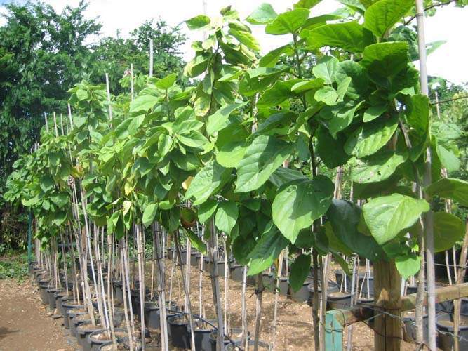 Commerce de fleurs et végétaux Sainte-Marie