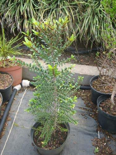 Conservation de plantes insulaires Sainte-Marie